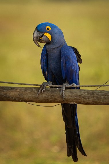 127 Zuid Pantanal, hyacinthara.jpg